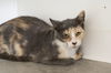 adoptable Cat in , ID named Mirabelle