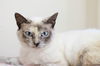 adoptable Cat in  named Flora