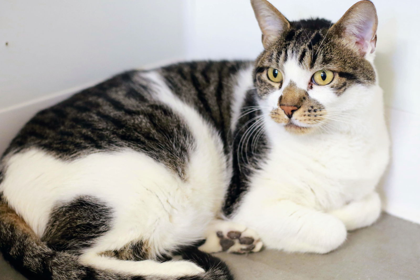adoptable Cat in Boise, ID named Munich