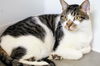 adoptable Cat in  named Munich