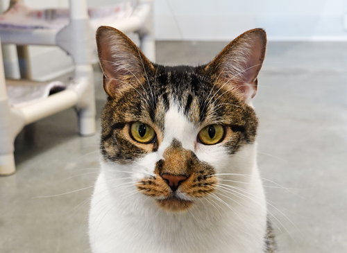 picture of the cat needing adoption