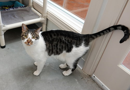 MUNICH - Domestic Short Hair available for adoption