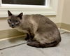 adoptable Cat in  named Sam