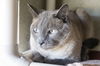 adoptable Cat in  named Sam