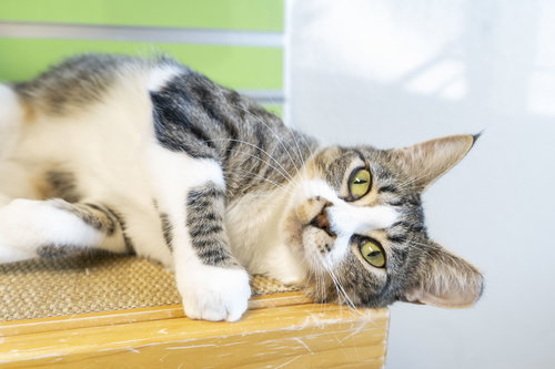 picture of the cat needing adoption