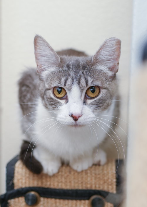 picture of the cat needing adoption