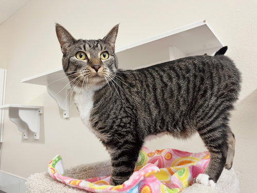 picture of the cat needing adoption