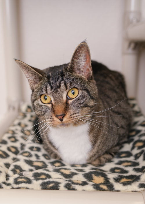 LYNX - Domestic Short Hair available for adoption