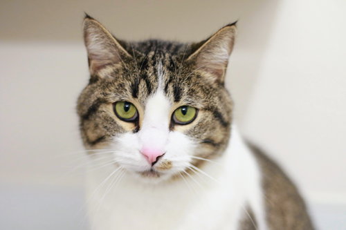 picture of the cat needing adoption
