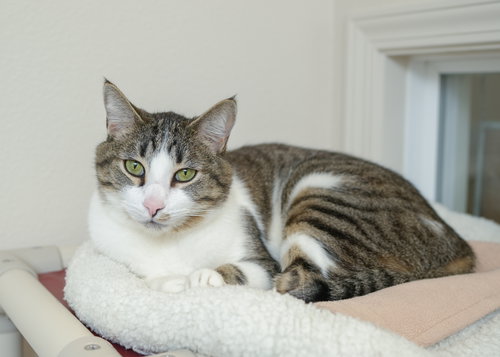 PAUL BUNYAN - Domestic Short Hair available for adoption