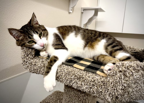 PAUL BUNYAN - Domestic Short Hair available for adoption