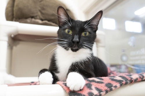 picture of the cat needing adoption