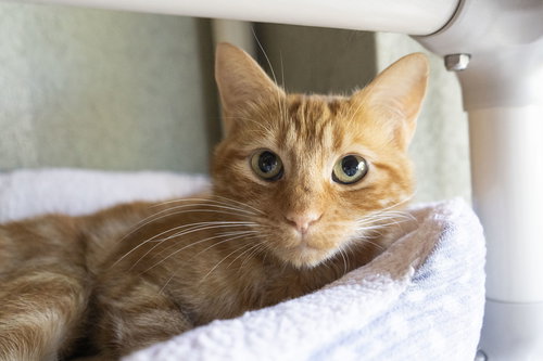 picture of the cat needing adoption