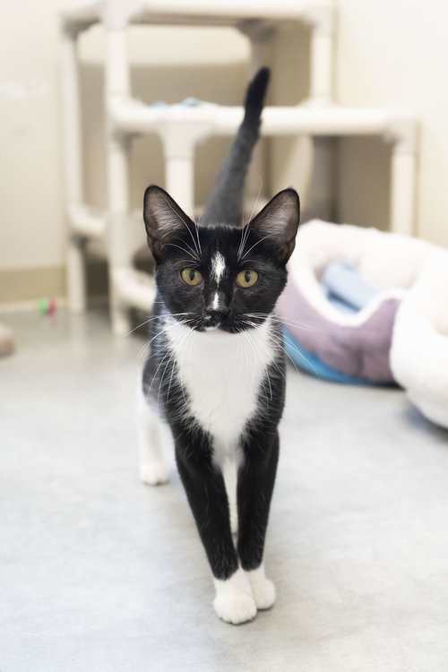 picture of the cat needing adoption