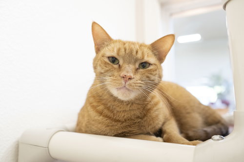 picture of the cat needing adoption