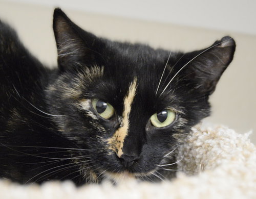picture of the cat needing adoption