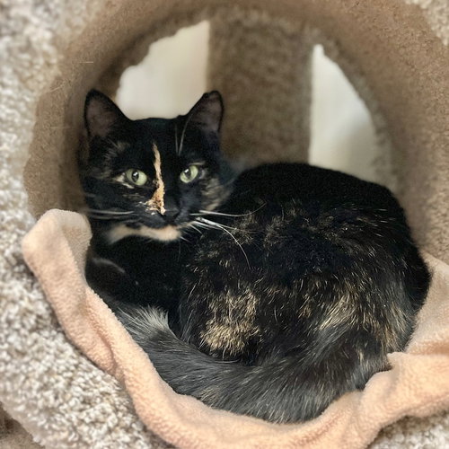 MAYFLOWER - Domestic Short Hair for adoption in Boise