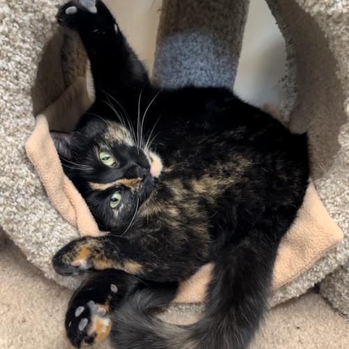 MAYFLOWER - Domestic Short Hair available for adoption