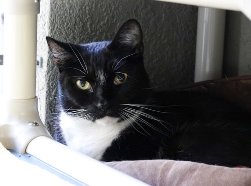 picture of the cat needing adoption
