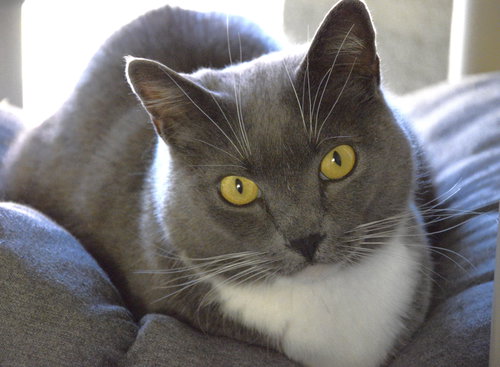 picture of the cat needing adoption