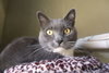 Grey - Photo 1
