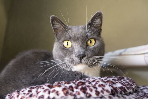 GREY - Domestic Short Hair available for adoption