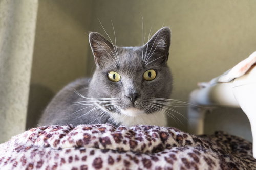 GREY - Domestic Short Hair available for adoption
