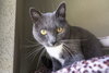 Grey - Photo 3