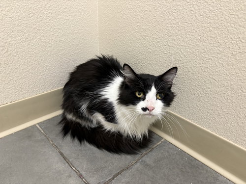 picture of the cat needing adoption