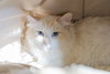Cashmere - Photo 2