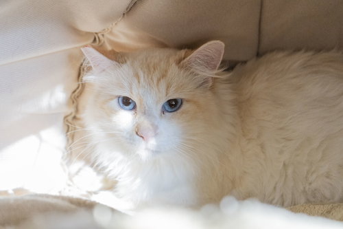 CASHMERE - Domestic Long Hair available for adoption