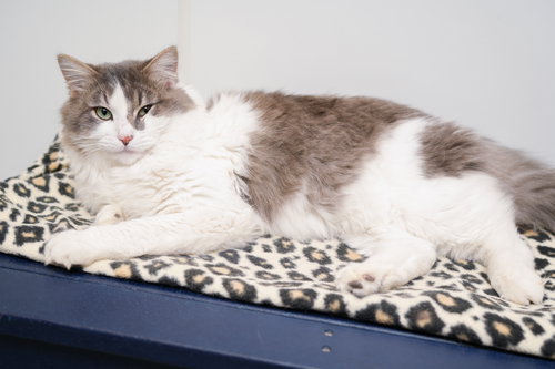 RICKY - Domestic Medium Hair available for adoption