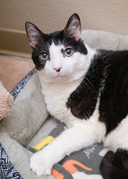 PAISLEY - Domestic Short Hair available for adoption