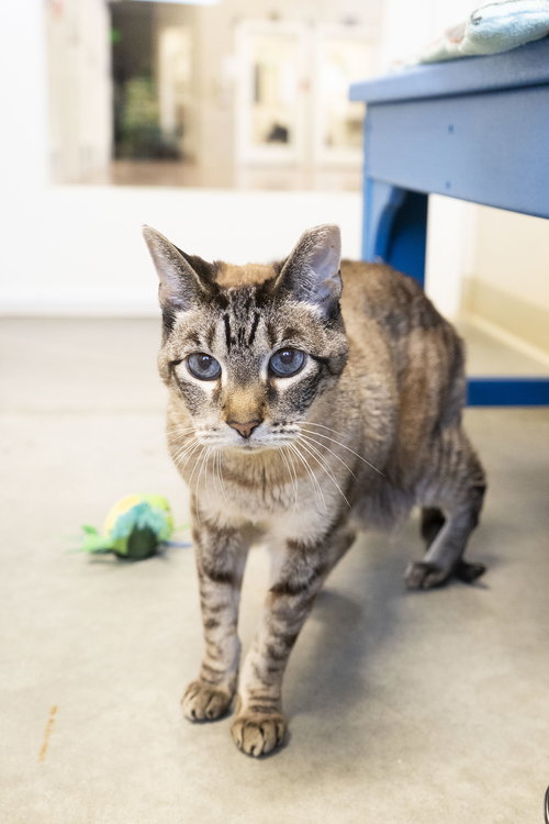 LITTLE ONE - Domestic Short Hair available for adoption