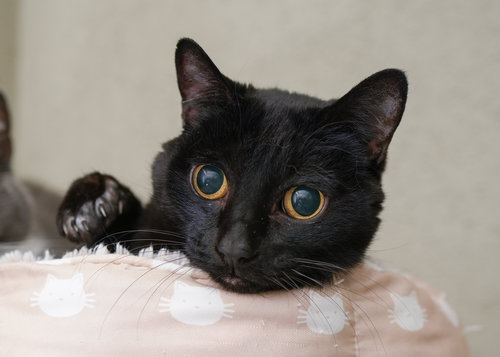 LILIUM - Domestic Short Hair available for adoption