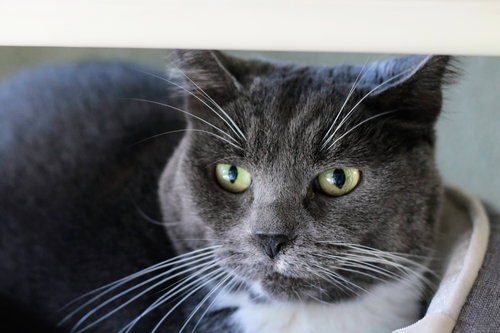 DRIBBLE - Domestic Short Hair available for adoption