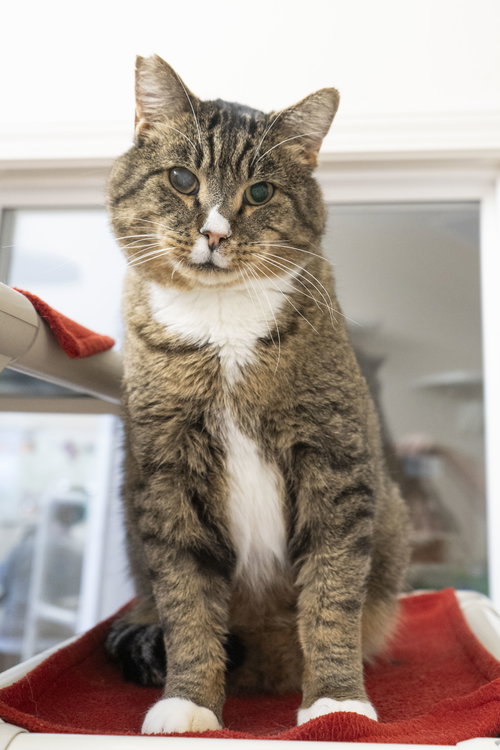 KIMBOP - Domestic Short Hair available for adoption