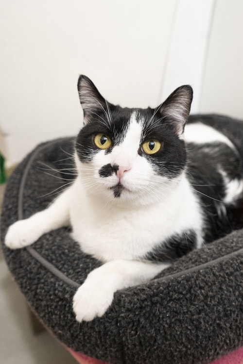 DAN DAN - Domestic Short Hair available for adoption