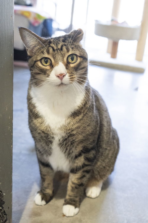 RAE RAE - Domestic Short Hair available for adoption