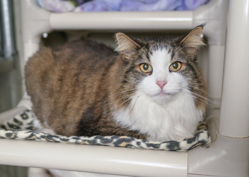 KIRBY - Domestic Medium Hair available for adoption