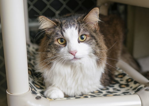 KIRBY - Domestic Medium Hair available for adoption