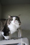 Kirby - Photo 3