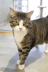Nibbler - Photo 2