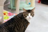 Nibbler - Photo 4
