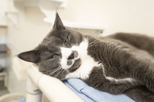 STUBS - Domestic Short Hair available for adoption