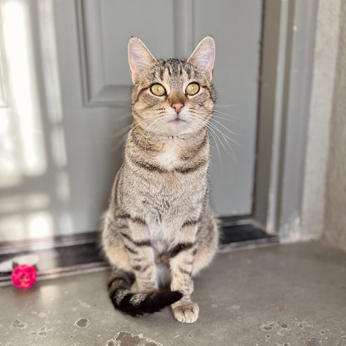 ALAIA - Domestic Short Hair available for adoption