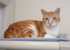 Wrex - Photo 2