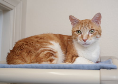 WREX - Domestic Short Hair available for adoption