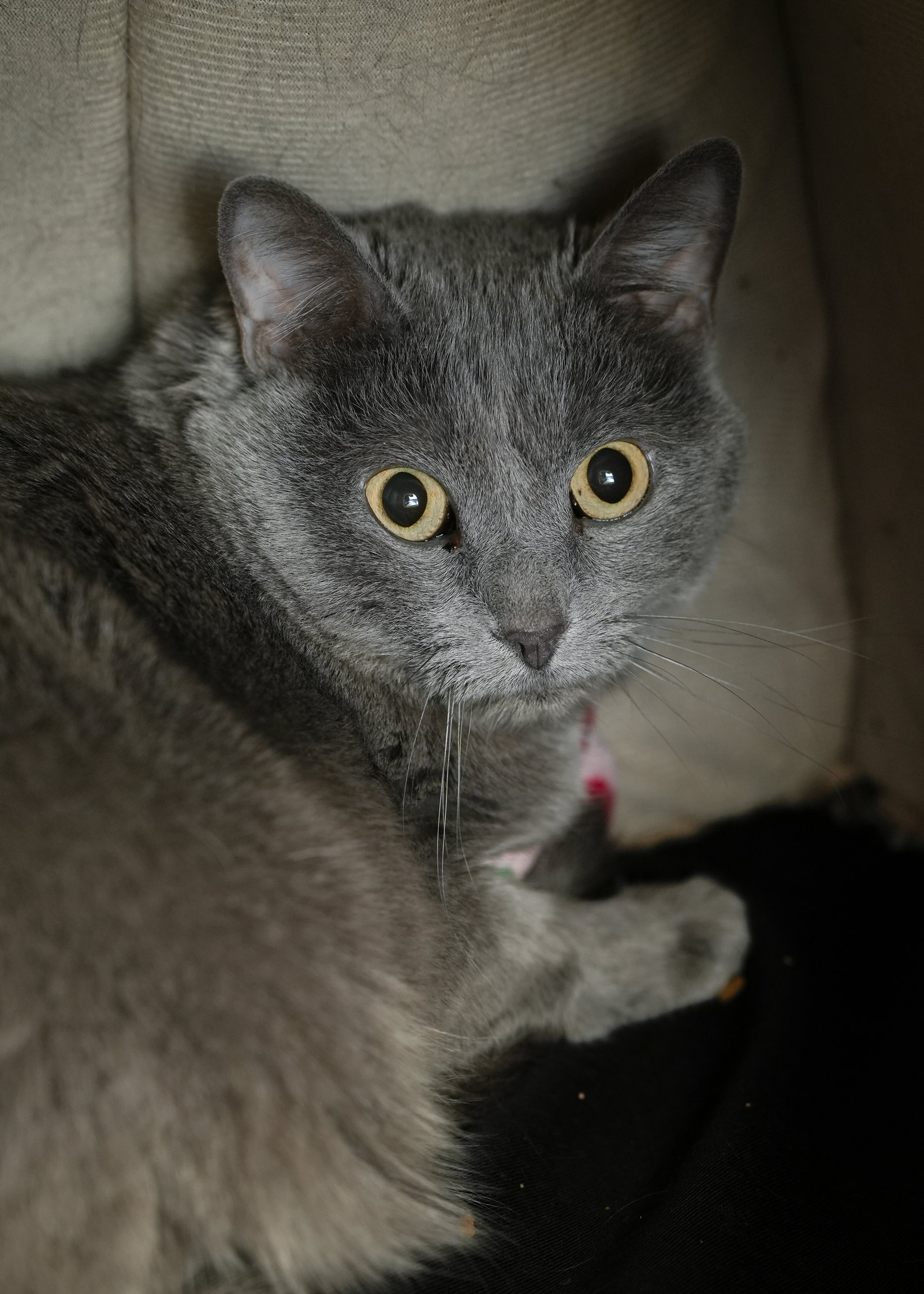Stormie Image