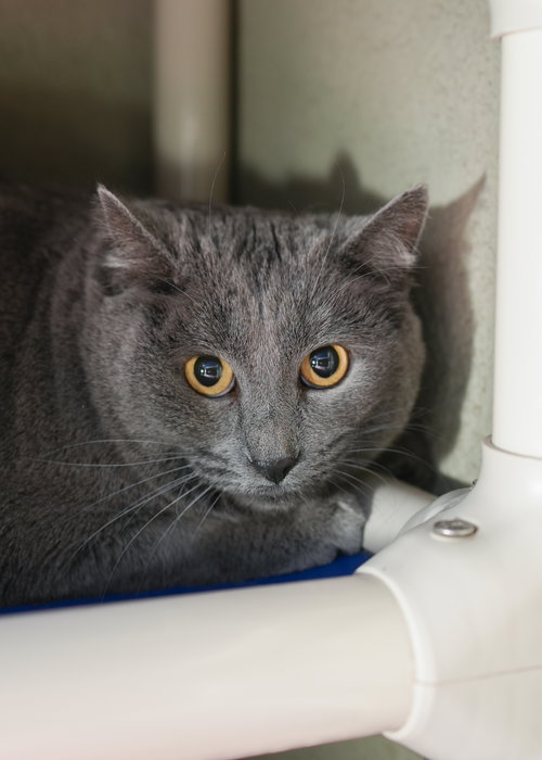 picture of the cat needing adoption